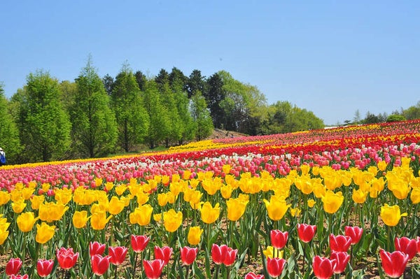 【鳥取県内発】 岩国航空基地フレンドシップデー2026 2日間3